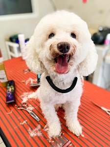 Miss Barber Dog-Toelettatura Cani , gatti , conigli-Acconciature Grooming Art-Tosatura Cani Ostia